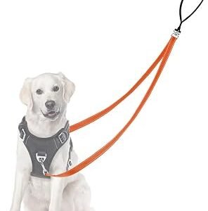 Two Point Control Dog Leash, Professional Anti-Pull Dog Lead with Reflective Stitching and Soft Padded, Works with No Pull Harnesses,Easy to Convert to Single Lead for Small Medium Dogs (Orange)