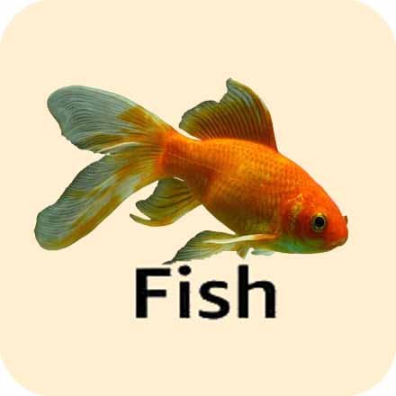 Fish